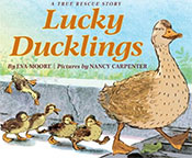 Lucky ducklings